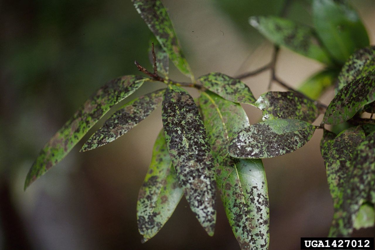 Why is my plant getting black mold?