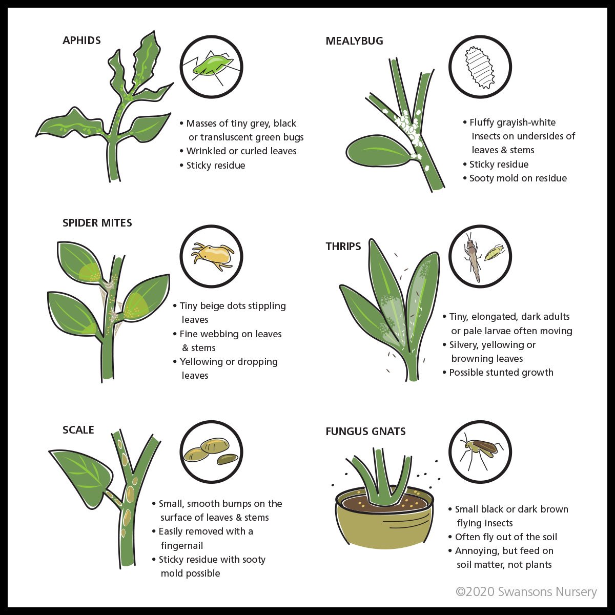 How to prevent common indoor plant diseases organically?